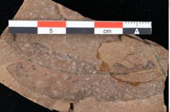 Foto (Detailansicht) von Xylomites daphnes Ettingshausen (NHMW-GEO-2024-0188-0063)